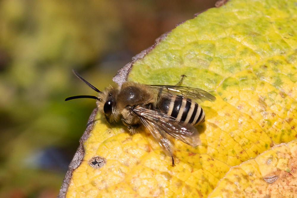 Male ivy bee